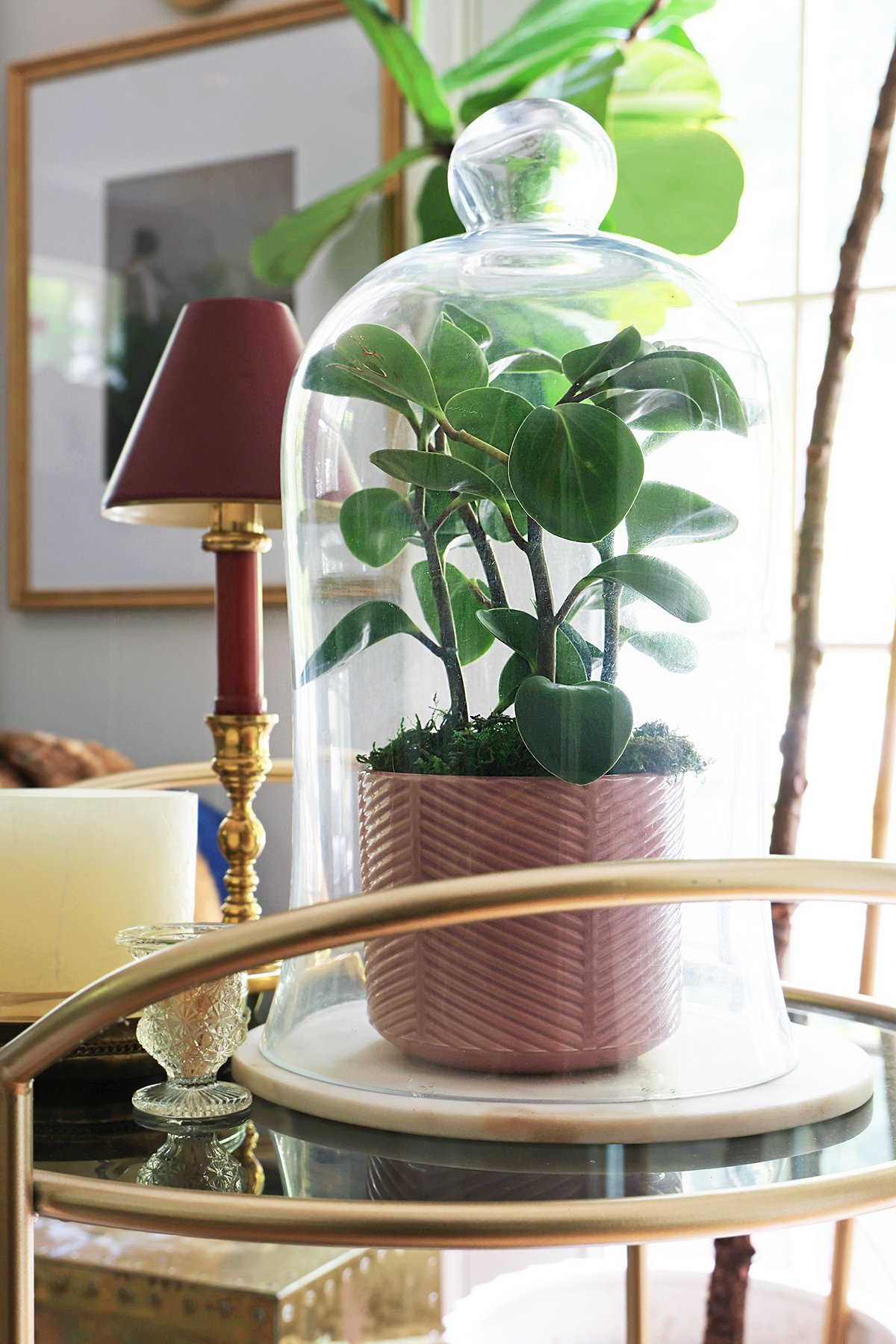 Plant under glass dome cloche