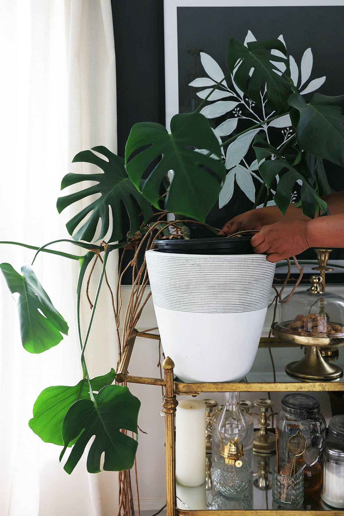Monstera plant double planted from a pot inside a pot