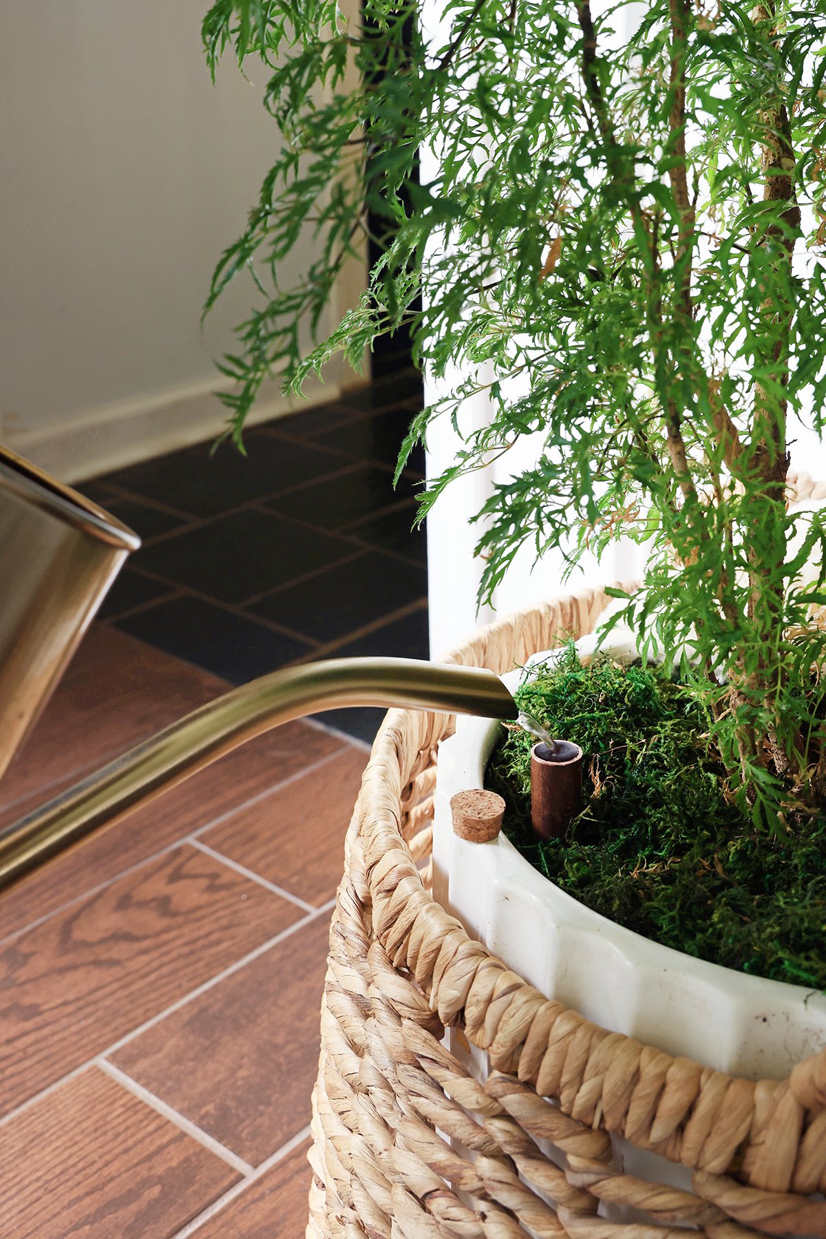 Water poured into self-watering plant spout