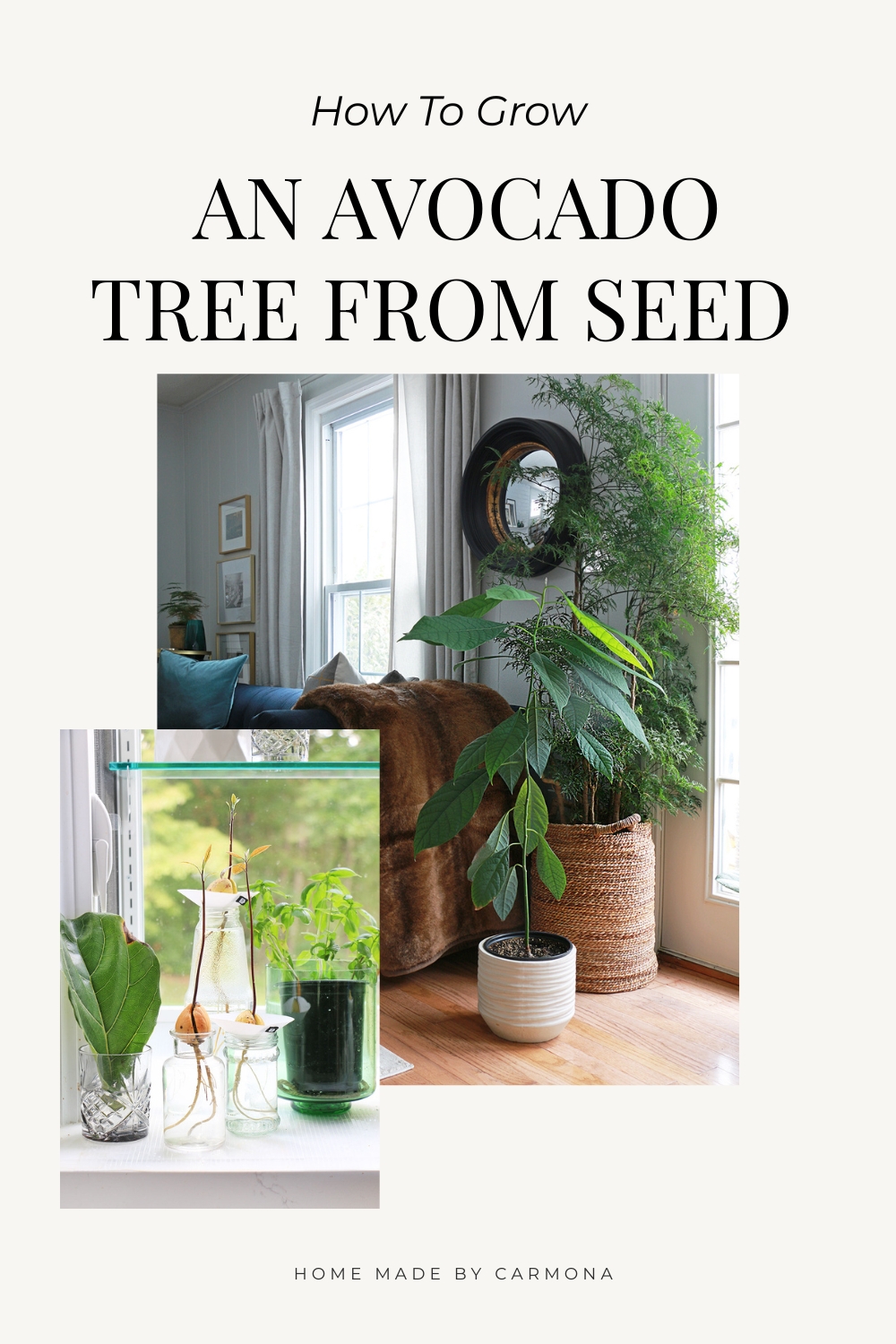 Avocado tree grown from a seed