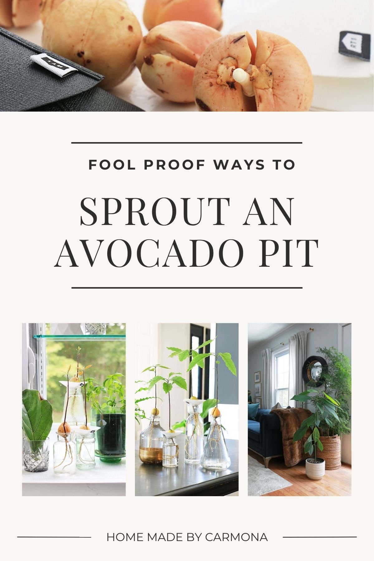 Avocado pit sprouting, growing into tree