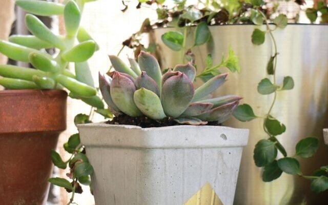 cropped-Concrete-Planters.jpg