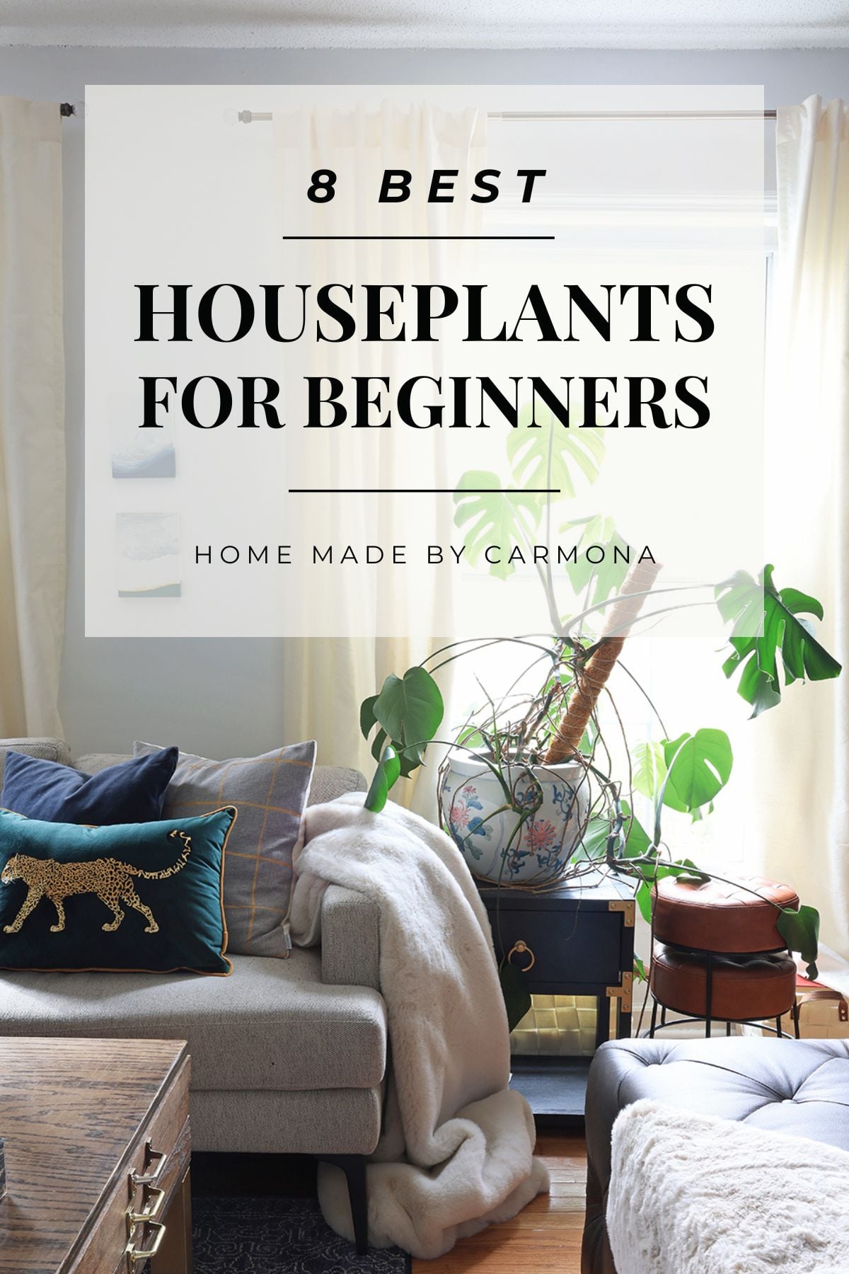 Best low-maintenance houseplants and indoor plants for beginners