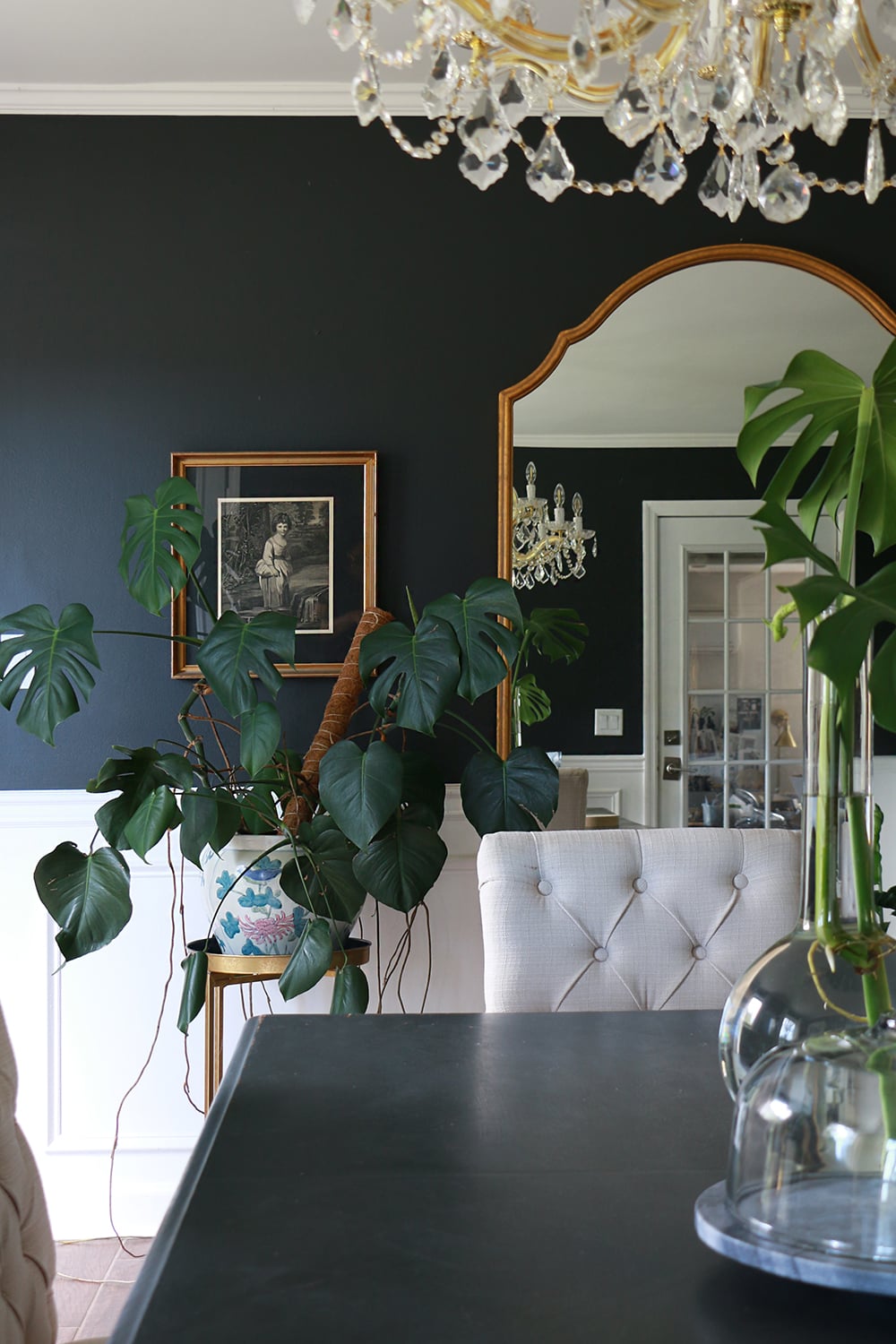 Monstera Deliciosa houseplant in dining room