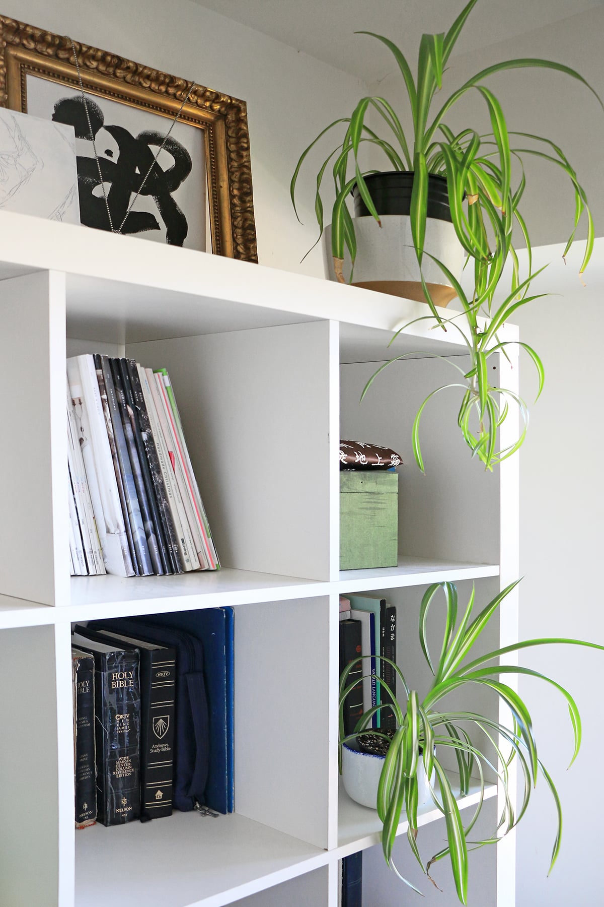 Spider plant houseplant