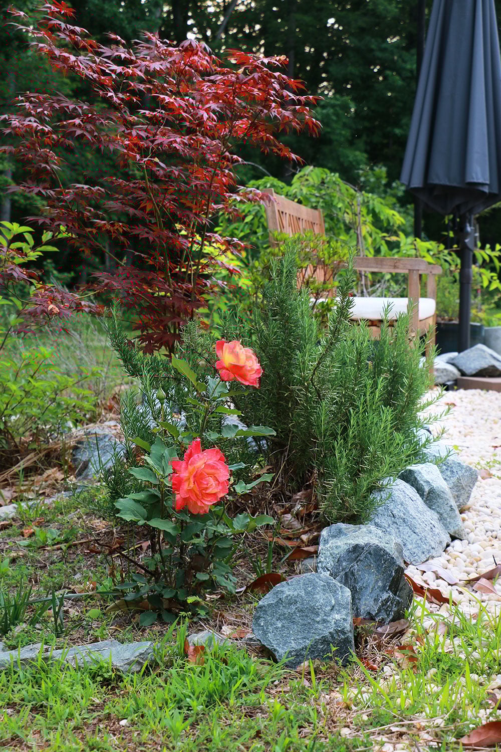 Rose bush, rosemary bush, and maple tree.